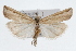  (Thaumatopsis fernaldella - CSU-CPG-LEP002476)  @15 [ ] CreativeCommons - Attribution (2009) Unspecified Colorado State University