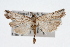  (Thaumatopsis repandus - CSU-CPG-LEP002479)  @13 [ ] CreativeCommons - Attribution (2009) Unspecified Colorado State University