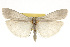  ( - CSUPOBK-0013)  @14 [ ] CreativeCommons - Attribution (2010) CBG Photography Group Centre for Biodiversity Genomics