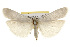  (Crambidia casta - CSUPOBK-0014)  @15 [ ] CreativeCommons - Attribution (2010) CBG Photography Group Centre for Biodiversity Genomics