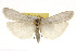  ( - CSUPOBK-0015)  @14 [ ] CreativeCommons - Attribution (2010) CBG Photography Group Centre for Biodiversity Genomics