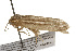  ( - CSUPOBK-0056)  @12 [ ] CreativeCommons - Attribution (2010) CBG Photography Group Centre for Biodiversity Genomics