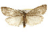  ( - CSUPOBK-0071)  @13 [ ] CreativeCommons - Attribution (2010) CBG Photography Group Centre for Biodiversity Genomics