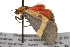  ( - CSUPOBK-0109)  @12 [ ] CreativeCommons - Attribution (2010) CBG Photography Group Centre for Biodiversity Genomics