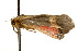  ( - CSUPOBK-0122)  @13 [ ] CreativeCommons - Attribution (2010) CBG Photography Group Centre for Biodiversity Genomics