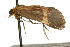  ( - CSUPOBK-0123)  @13 [ ] CreativeCommons - Attribution (2010) CBG Photography Group Centre for Biodiversity Genomics