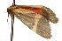  ( - CSUPOBK-0124)  @12 [ ] CreativeCommons - Attribution (2010) CBG Photography Group Centre for Biodiversity Genomics
