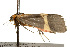  ( - CSUPOBK-0125)  @12 [ ] CreativeCommons - Attribution (2010) CBG Photography Group Centre for Biodiversity Genomics