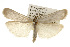  ( - CSUPOBK-0168)  @14 [ ] CreativeCommons - Attribution (2010) CBG Photography Group Centre for Biodiversity Genomics