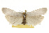  ( - CSUPOBK-0173)  @13 [ ] CreativeCommons - Attribution (2010) CBG Photography Group Centre for Biodiversity Genomics
