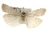  ( - CSUPOBK-0178)  @13 [ ] CreativeCommons - Attribution (2010) CBG Photography Group Centre for Biodiversity Genomics