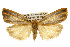  ( - CSUPOBK-0236)  @14 [ ] CreativeCommons - Attribution (2010) CBG Photography Group Centre for Biodiversity Genomics