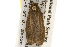  ( - CSUPOBK-0240)  @12 [ ] CreativeCommons - Attribution (2010) CBG Photography Group Centre for Biodiversity Genomics