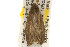  ( - CSUPOBK-0241)  @12 [ ] CreativeCommons - Attribution (2010) CBG Photography Group Centre for Biodiversity Genomics
