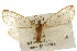  (Bruceia hubbardi - CSUPOBK-0267)  @14 [ ] CreativeCommons - Attribution (2010) CBG Photography Group Centre for Biodiversity Genomics