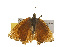  ( - CSUPOBK-0287)  @13 [ ] CreativeCommons - Attribution (2010) CBG Photography Group Centre for Biodiversity Genomics