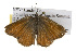  (Callophrys affinis affinis - CSUPOBK-0290)  @13 [ ] CreativeCommons - Attribution (2010) CBG Photography Group Centre for Biodiversity Genomics