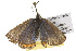  (Icaricia lupini lupini - CSUPOBK-0291)  @13 [ ] CreativeCommons - Attribution (2010) CBG Photography Group Centre for Biodiversity Genomics