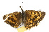  ( - CSUPOBK-0299)  @13 [ ] CreativeCommons - Attribution (2010) CBG Photography Group Centre for Biodiversity Genomics