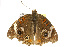 ( - CSUPOBK-0319)  @12 [ ] CreativeCommons - Attribution (2010) CBG Photography Group Centre for Biodiversity Genomics