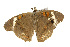 ( - CSUPOBK-0320)  @12 [ ] CreativeCommons - Attribution (2010) CBG Photography Group Centre for Biodiversity Genomics