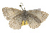  ( - CSUPOBK-0321)  @13 [ ] CreativeCommons - Attribution (2010) CBG Photography Group Centre for Biodiversity Genomics