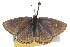  ( - CSUPOBK-0325)  @13 [ ] CreativeCommons - Attribution (2010) CBG Photography Group Centre for Biodiversity Genomics