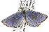  (Plebejus fridayi - CSUPOBK-0343)  @13 [ ] CreativeCommons - Attribution (2010) CBG Photography Group Centre for Biodiversity Genomics