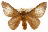  (Anisota consularis - CSUPOBK-0390)  @15 [ ] CreativeCommons - Attribution (2010) CBG Photography Group Centre for Biodiversity Genomics