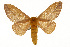  ( - CSUPOBK-0392)  @15 [ ] CreativeCommons - Attribution (2010) CBG Photography Group Centre for Biodiversity Genomics