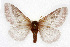  ( - CSUPOBK-0420)  @14 [ ] CreativeCommons - Attribution (2010) CBG Photography Group Centre for Biodiversity Genomics
