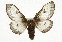  ( - CSUPOBK-0432)  @11 [ ] CreativeCommons - Attribution (2010) CBG Photography Group Centre for Biodiversity Genomics