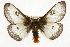  ( - CSUPOBK-0433)  @11 [ ] CreativeCommons - Attribution (2010) CBG Photography Group Centre for Biodiversity Genomics