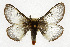  ( - CSUPOBK-0440)  @11 [ ] CreativeCommons - Attribution (2010) CBG Photography Group Centre for Biodiversity Genomics