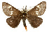  (Hemileuca grotei grotei - CSUPOBK-0450)  @15 [ ] CreativeCommons - Attribution (2010) CBG Photography Group Centre for Biodiversity Genomics