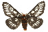  ( - CSUPOBK-0461)  @14 [ ] CreativeCommons - Attribution (2010) CBG Photography Group Centre for Biodiversity Genomics