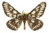  ( - CSUPOBK-0462)  @11 [ ] CreativeCommons - Attribution (2010) CBG Photography Group Centre for Biodiversity Genomics