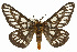 ( - CSUPOBK-0464)  @11 [ ] CreativeCommons - Attribution (2010) CBG Photography Group Centre for Biodiversity Genomics