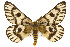  (Hemileuca nuttalli - CSUPOBK-0483)  @15 [ ] CreativeCommons - Attribution (2010) CBG Photography Group Centre for Biodiversity Genomics