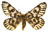  (Hemileuca nuttalli uniformis - CSUPOBK-0490)  @15 [ ] CreativeCommons - Attribution (2010) CBG Photography Group Centre for Biodiversity Genomics