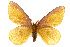  (Hemileuca eglanterina shastensis - CSUPOBK-0493)  @11 [ ] CreativeCommons - Attribution (2010) CBG Photography Group Centre for Biodiversity Genomics