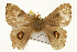  ( - CSUPOBK-0510)  @12 [ ] CreativeCommons - Attribution (2010) CBG Photography Group Centre for Biodiversity Genomics