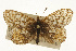  (Boloria improba acrocnema - CSUPOBK-0514)  @11 [ ] CreativeCommons - Attribution (2010) CBG Photography Group Centre for Biodiversity Genomics