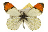  ( - CSUPOBK-0529)  @15 [ ] CreativeCommons - Attribution (2010) CBG Photography Group Centre for Biodiversity Genomics