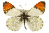  ( - CSUPOBK-0530)  @15 [ ] CreativeCommons - Attribution (2010) CBG Photography Group Centre for Biodiversity Genomics