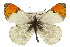 ( - CSUPOBK-0532)  @15 [ ] CreativeCommons - Attribution (2010) CBG Photography Group Centre for Biodiversity Genomics