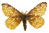  ( - CSUPOBK-0568)  @13 [ ] CreativeCommons - Attribution (2010) CBG Photography Group Centre for Biodiversity Genomics