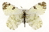  ( - CSUPOBK-0579)  @15 [ ] CreativeCommons - Attribution (2010) CBG Photography Group Centre for Biodiversity Genomics