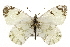  (Euchloe guaymasensis - CSUPOBK-0580)  @15 [ ] CreativeCommons - Attribution (2010) CBG Photography Group Centre for Biodiversity Genomics