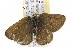  (Agriades glandon rustica - CSUPOBK-0586)  @13 [ ] CreativeCommons - Attribution (2010) CBG Photography Group Centre for Biodiversity Genomics